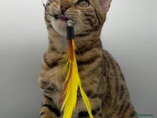 Bengal cats 🐆✨ GLITTER TICA 6TH GENERATION BENGAL KITTENS🐆✨ - Advert 1