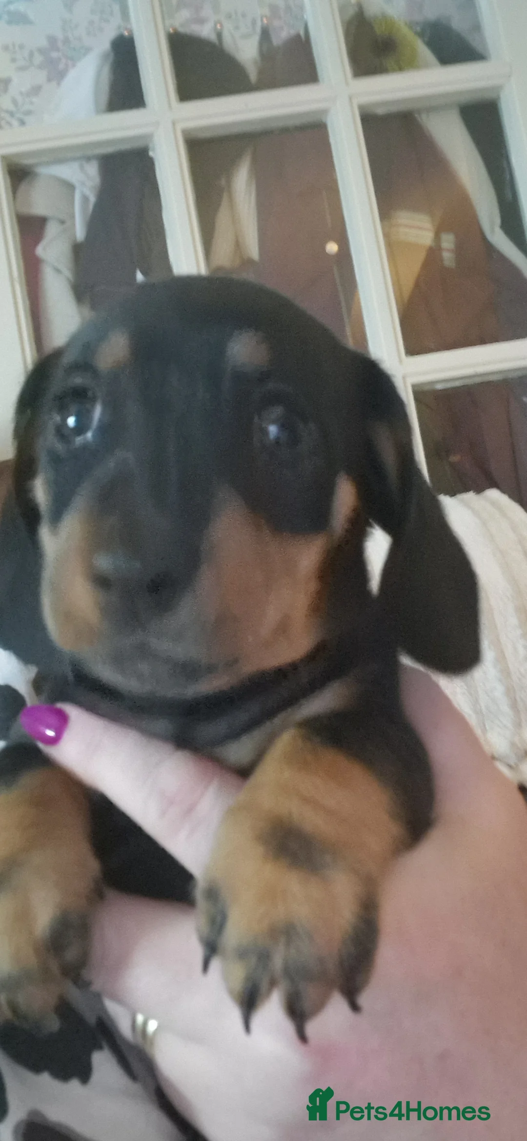 Miniature Dachshund dogs for sale: Beautiful miniature dachshund puppies - Advert 11