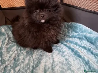 Pomchi dogs Beautiful little Pomeranian girl - Advert 3