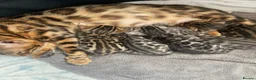 Bengal cats for sale: Meet Aspen A Icy-Silver Bengal GCCF registered✨ - Advert 20