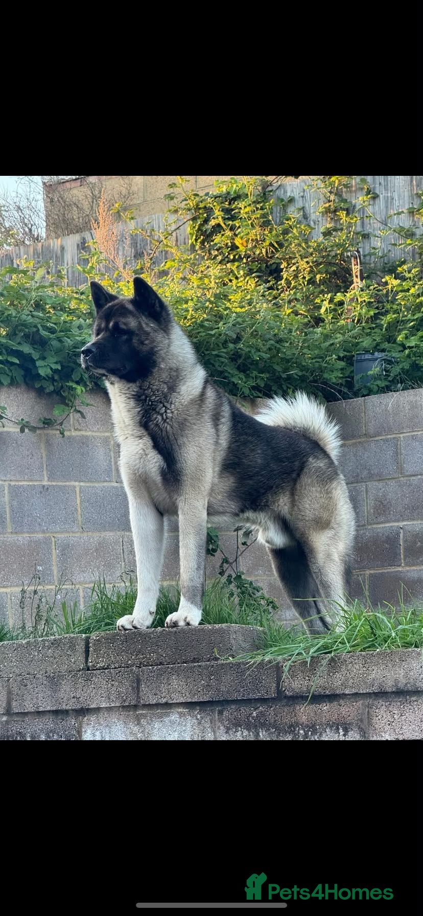 Akita dogs 3 YEAR OLD MALE AKITA - Advert 8