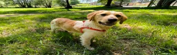 Mixed Breed dogs for adoption: Ian - setter mix puppy in Alfreton - Advert 1