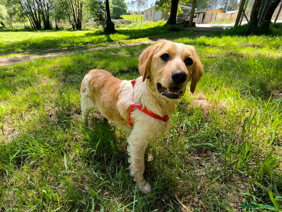 Mixed Breed dogs for adoption: Ian - setter mix puppy in Alfreton - Advert 1