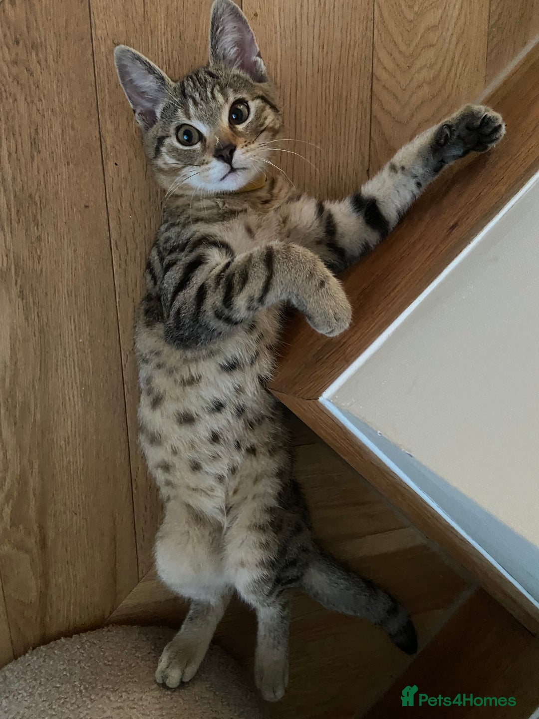 Mixed Breed cats for sale: Beautiful little boy needing his forever home  - Advert 6