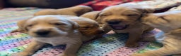 Labrador Retriever dogs for sale: Fox Red Labrador Puppies - Advert 12