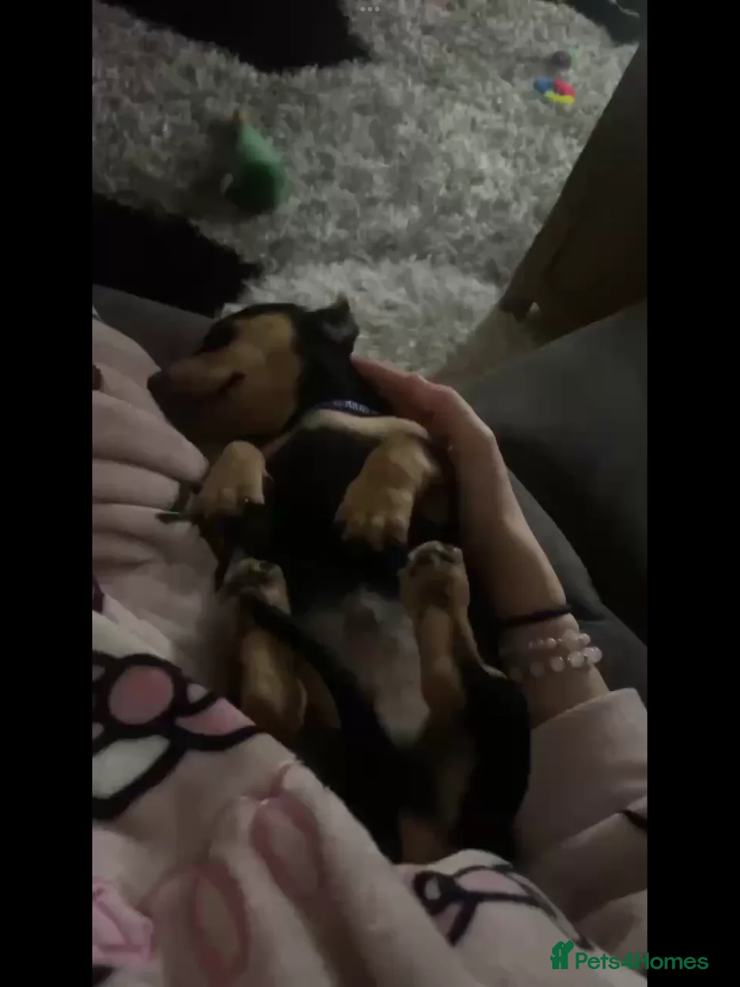 Dachshund dogs for sale: This is prince - Advert 3