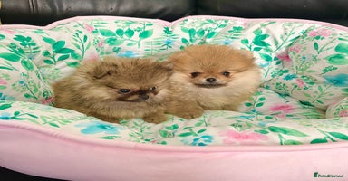 Pomeranian dogs - Advert 4