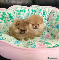 Pomeranian dogs - Advert 5