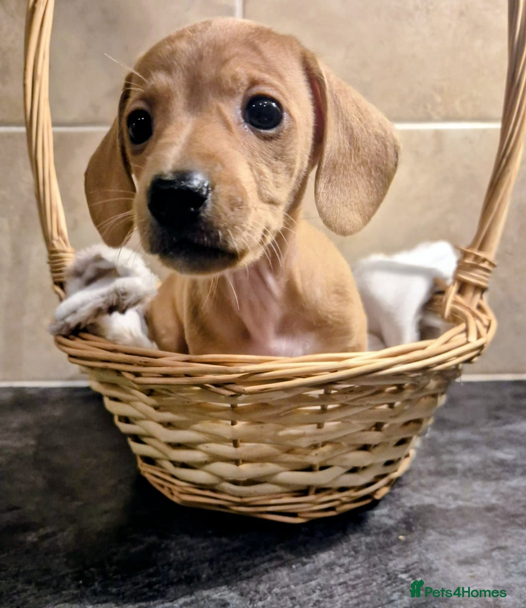 Miniature Dachshund dogs for sale: Miniature Dachshund puppies KC registered  - Advert 2