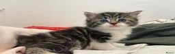 British Longhair cats for sale: 3 Fluffy Cuddly Kittens looking for homes - Advert 4
