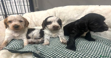 Cocker Spaniel dogs - Advert 14