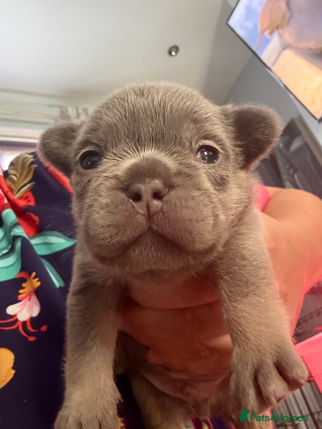 French Bulldog dogs for sale: French bulldog pup - Image 1