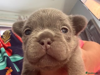 French Bulldog dogs - Advert 7