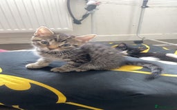 Mixed Breed cats for sale: Three beautiful kittens  - Image 7