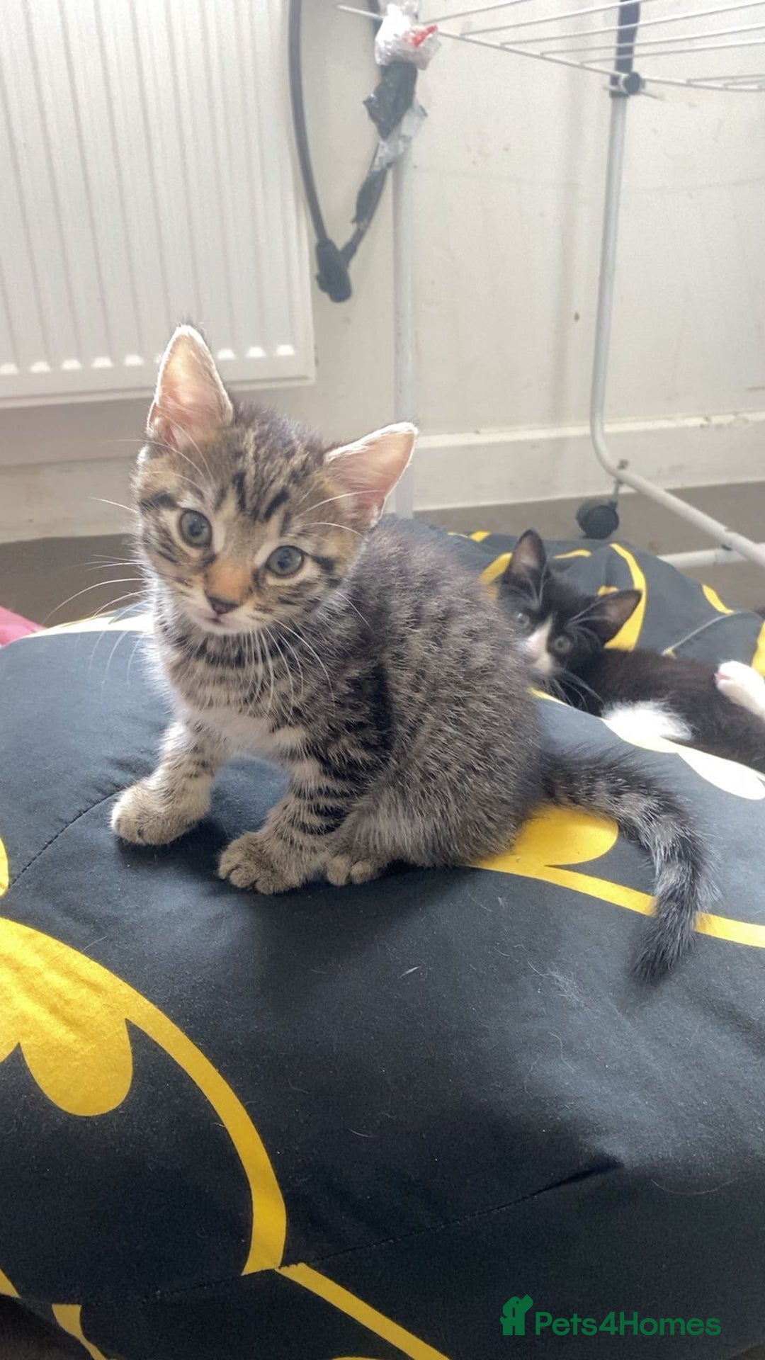 Mixed Breed cats for sale: Three beautiful kittens  - Image 7