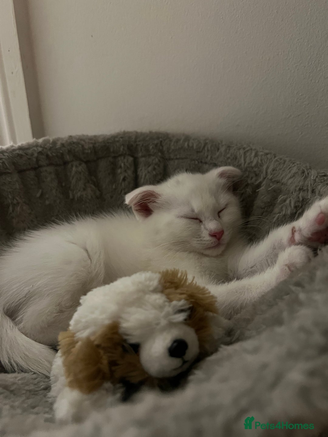 Scottish Fold cats for sale: 3 Scottish folds and 1 Scottish straight - Image 10