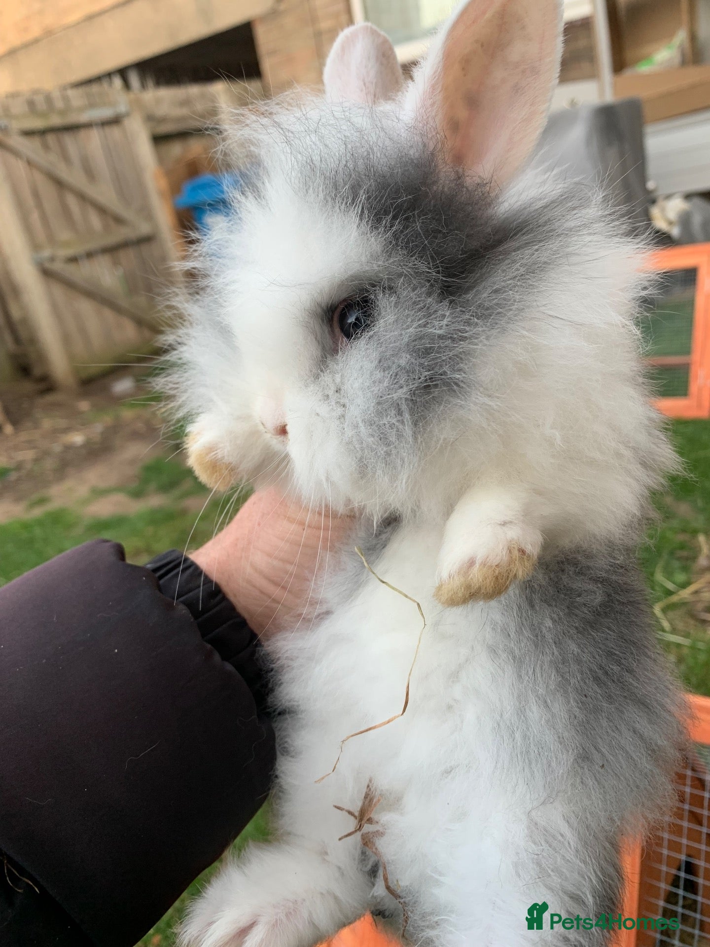 Mixed Breed rabbits Rabbits - Advert 15