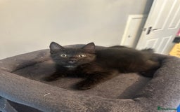 Mixed Breed cats for sale: Mixed breed kittens.  - Image 6