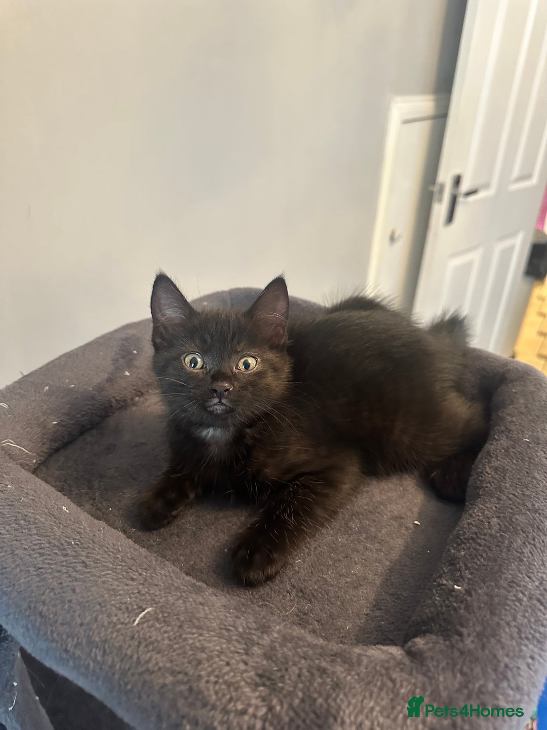 Mixed Breed cats for sale: Mixed breed kittens.  - Image 6