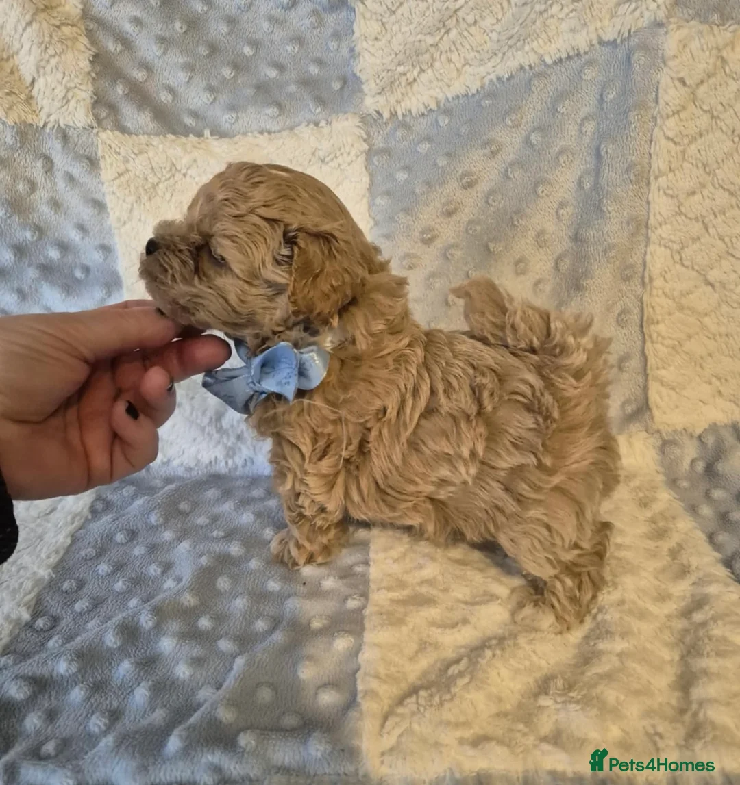 Maltipoo dogs for sale: Adorable very small maltipoo puppies 🐶❤️ - Advert 4