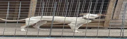Saluki dogs for sale: Saluki Whippet Grey  in Worcester - Advert 1