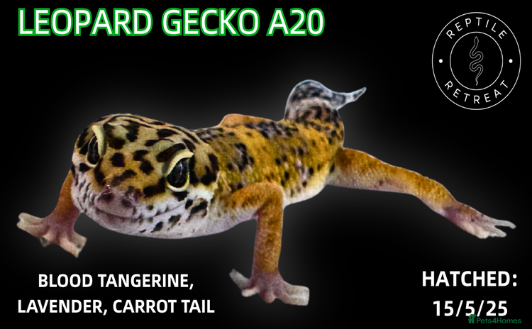 Leopard Gecko reptiles in Swadlincote - Advert 1