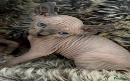 Sphynx cats for sale: Sphynx/ Bambino/ Elf Kittens - Image 11
