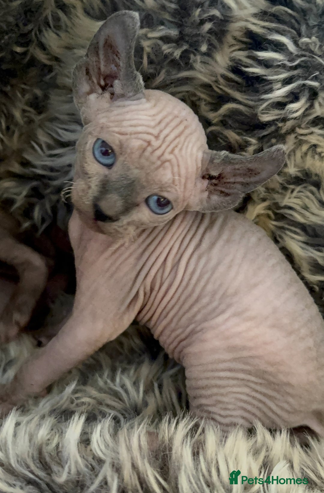 Sphynx cats for sale: Sphynx/ Bambino/ Elf Kittens - Image 11