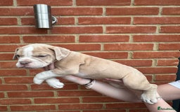 Olde English Bulldogge dogs for sale: OLDE ENGLISH BULLDOGGE PUPPIES in Epping - Image 11