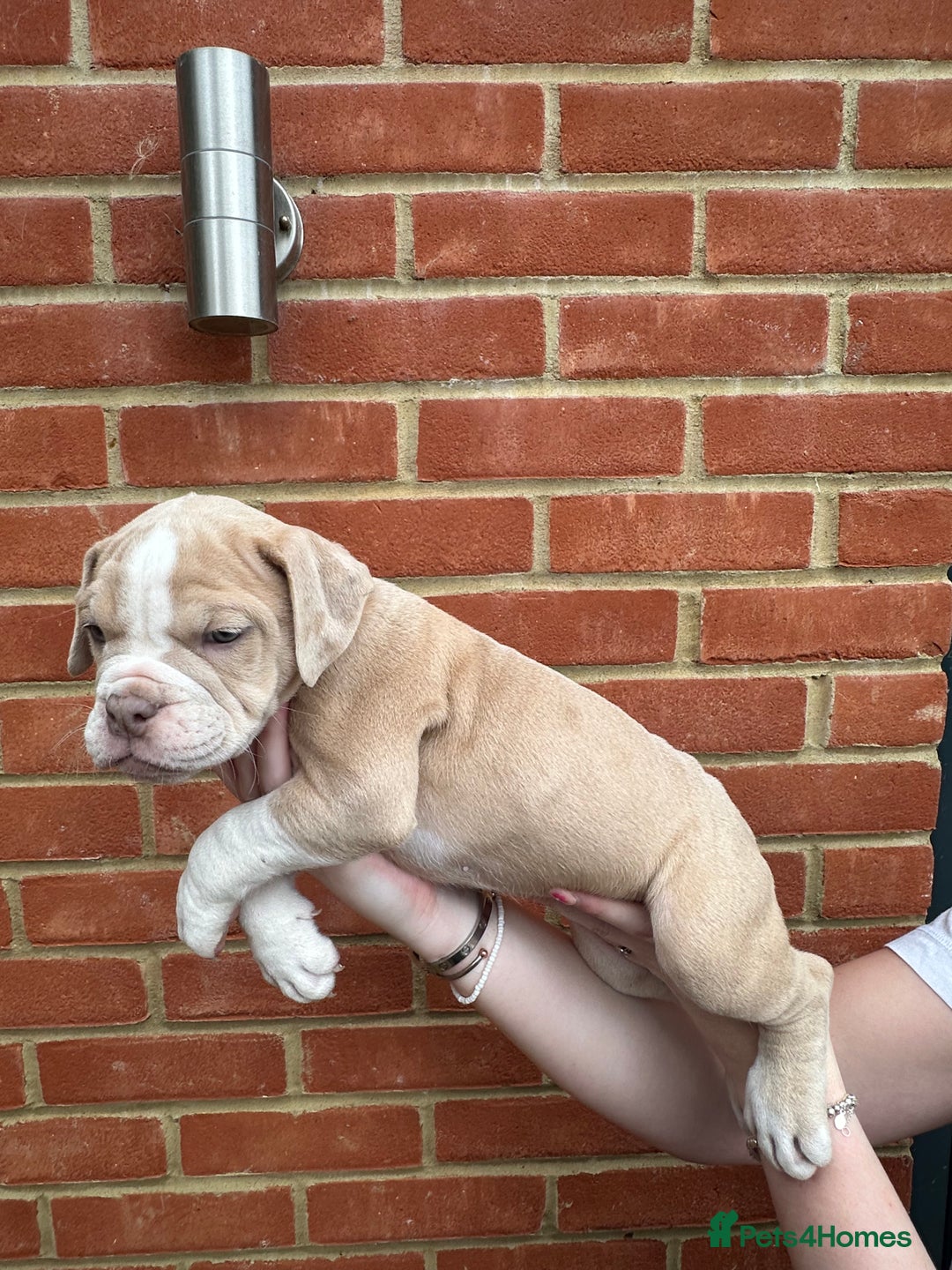 Olde English Bulldogge dogs for sale: OLDE ENGLISH BULLDOGGE PUPPIES in Epping - Image 11