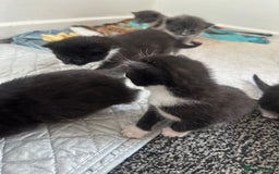 British Shorthair cats for sale: British short hair cross kittens - Image 8