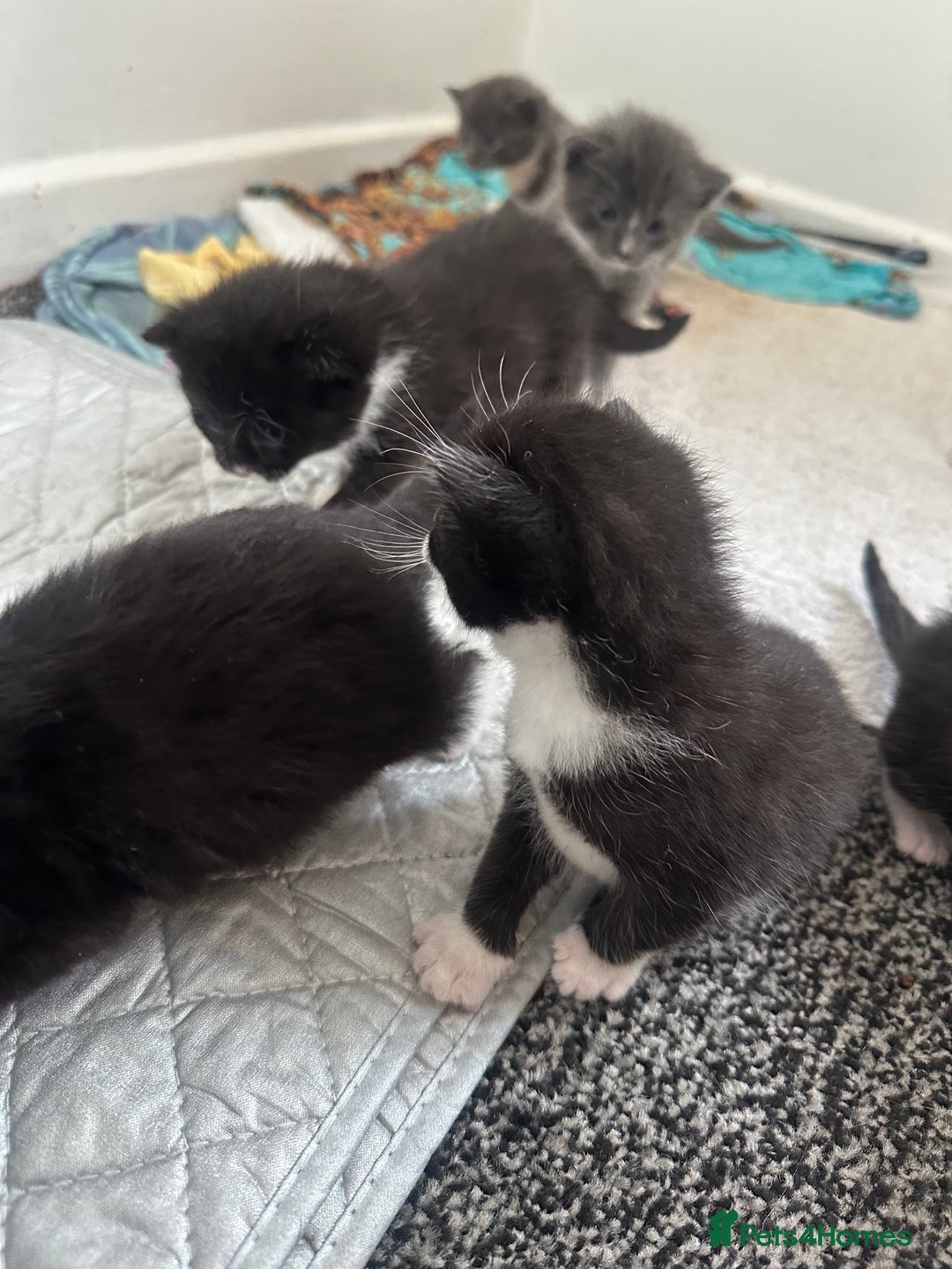 British Shorthair cats for sale: British short hair cross kittens - Image 8
