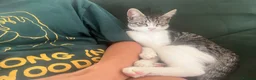 Mixed Breed cats for sale: Two bonded Boys - to go together  in Abbots Langley - Advert 18