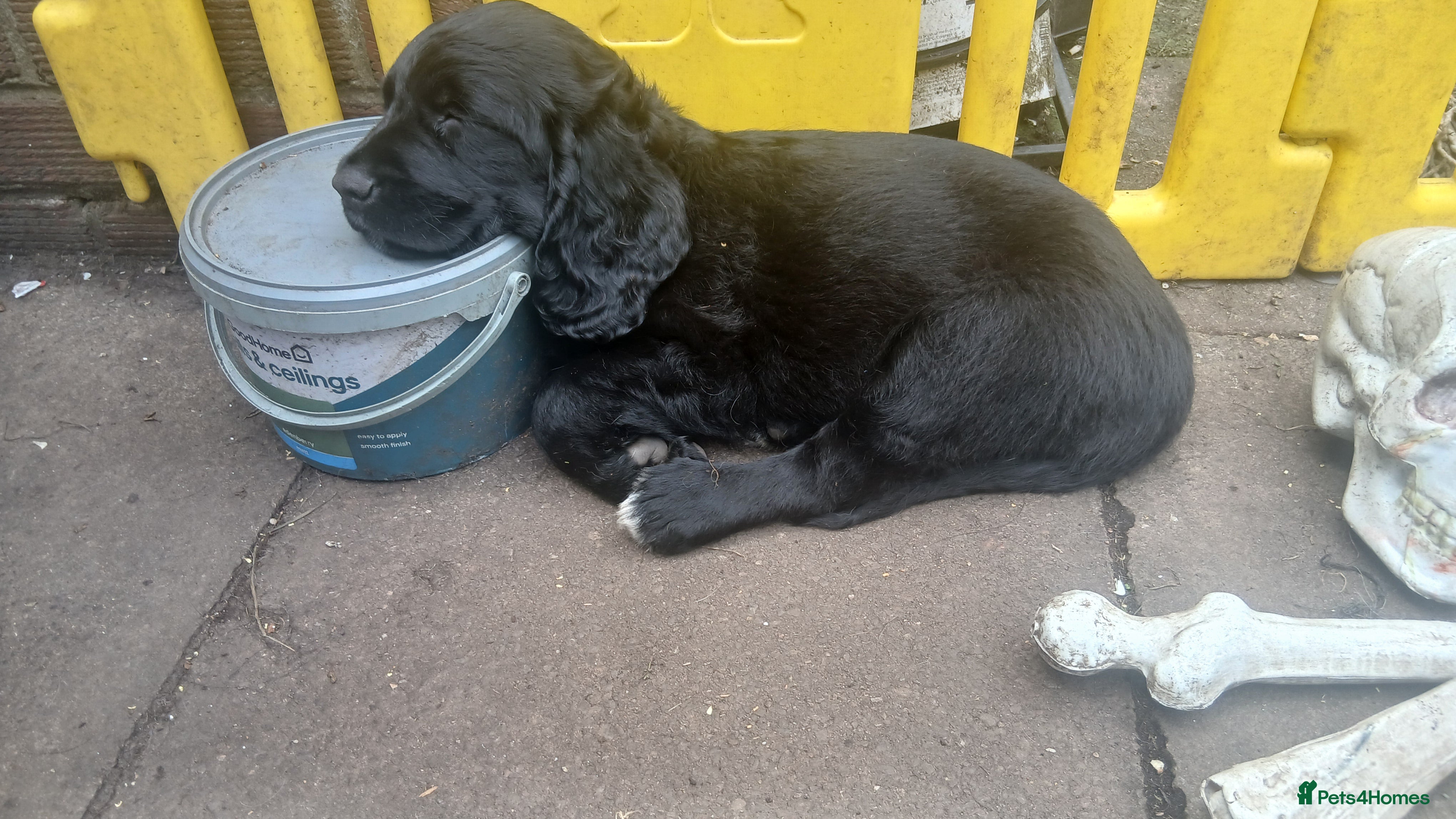 Black boy green collar Sokka