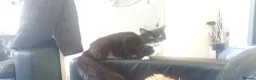 Mixed Breed cats for sale: Kittens needing forever homes - Advert 1