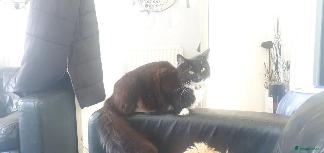 Mixed Breed cats for sale: Kittens needing forever homes - Advert 1