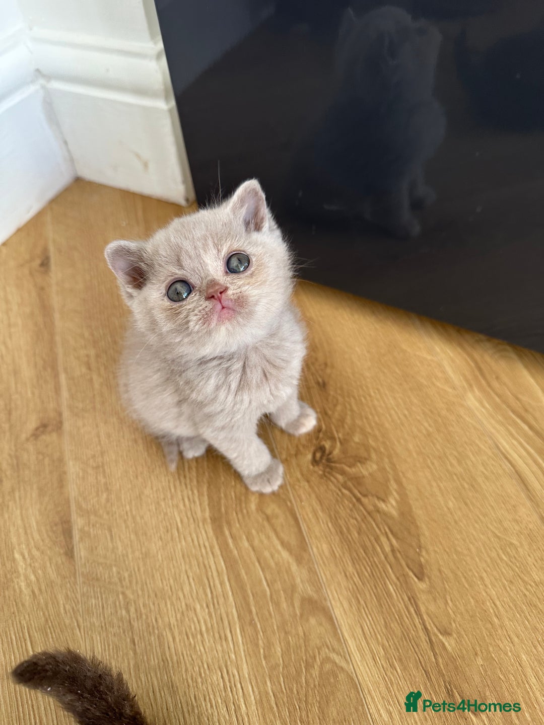 British Shorthair cats for sale: 😻Beautiful Chocolate Tortie BSH Kittens😻🎀 - Advert 23