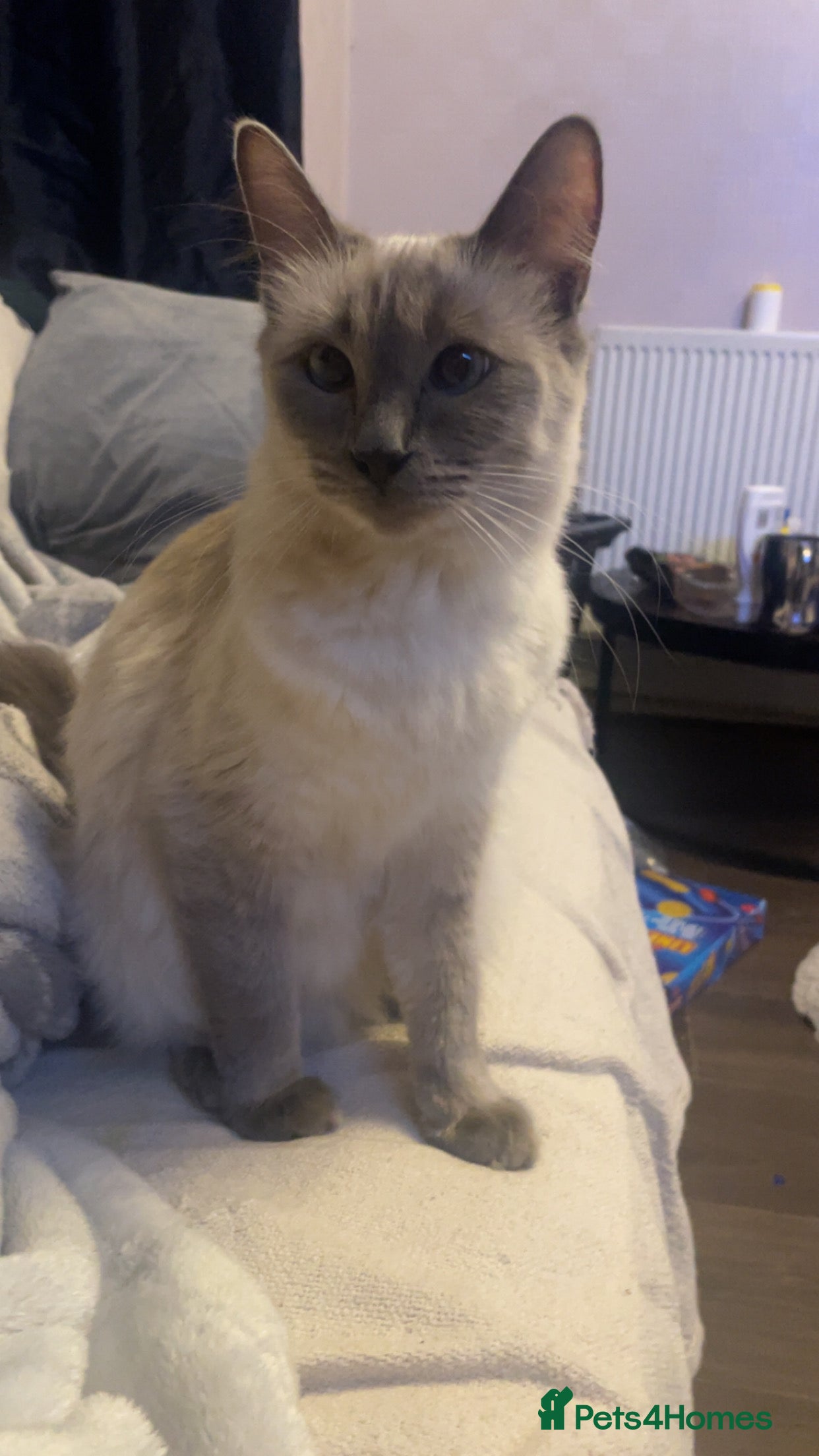 Ragdoll cats Beautiful blue eyed ragdoll  - Advert 3