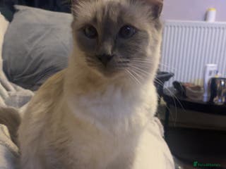 Ragdoll cats Beautiful blue eyed ragdoll - Advert 4