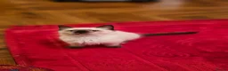 Ragdoll cats for sale: Finding new home for Milo in Glasgow - Advert 4