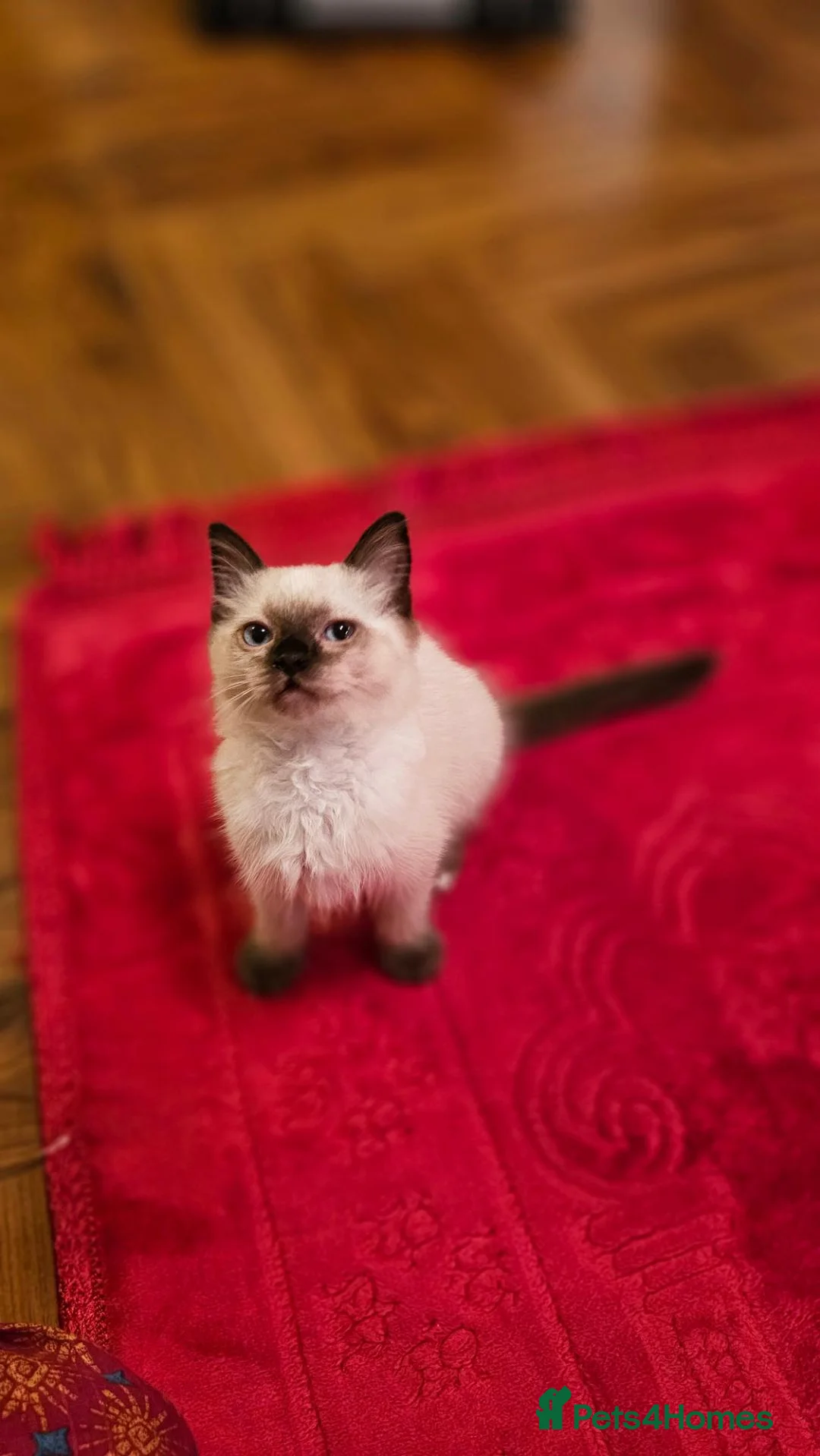 Ragdoll cats for sale: Finding new home for Milo in Glasgow - Advert 4