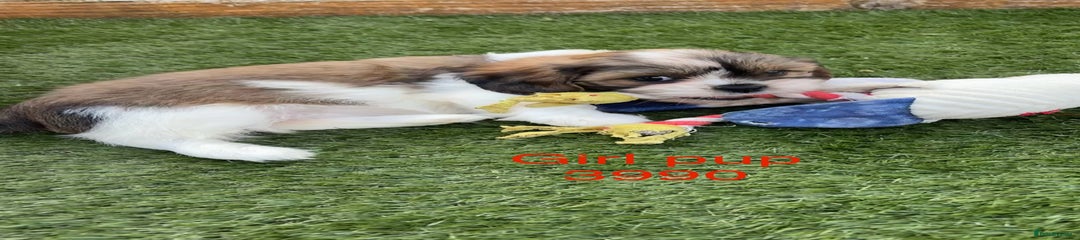 Cava Tzu Puppy Microchip ending 3990