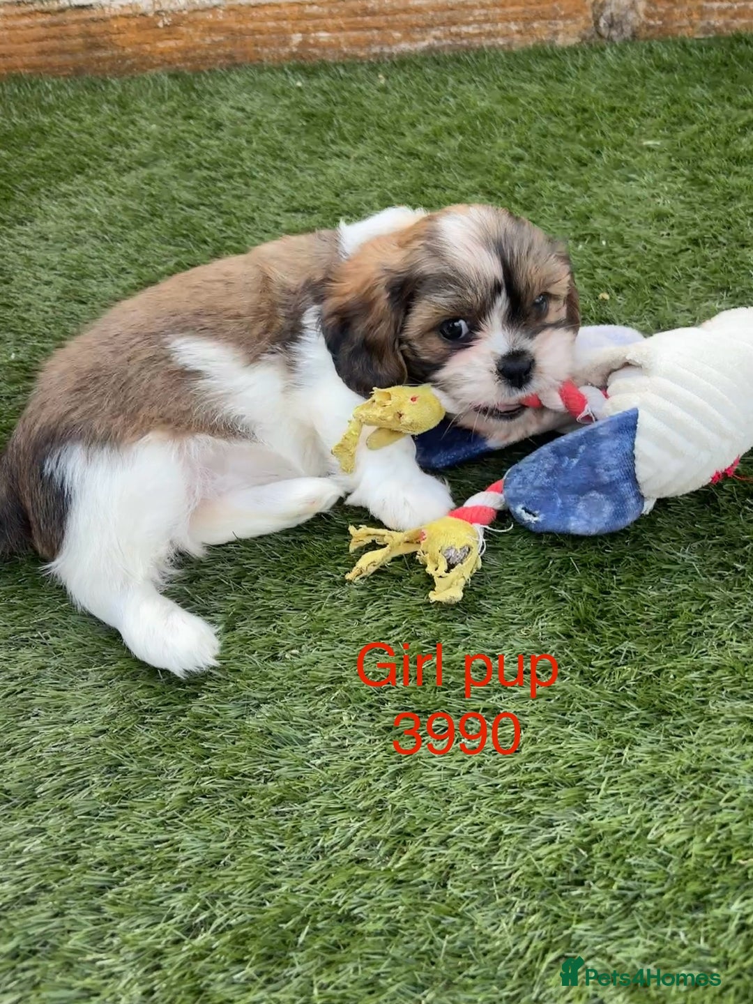 Cava Tzu dogs for sale: Stunning litter of Cava-Tzu pups - Image 5