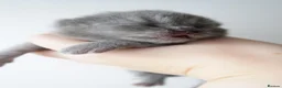 British Shorthair cats for sale: Lovely little girl 💖  - Advert 6