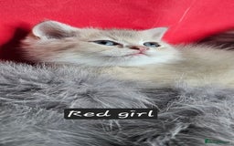 British Shorthair cats for sale: BSH GOLDEN KITTENS - Advert 11