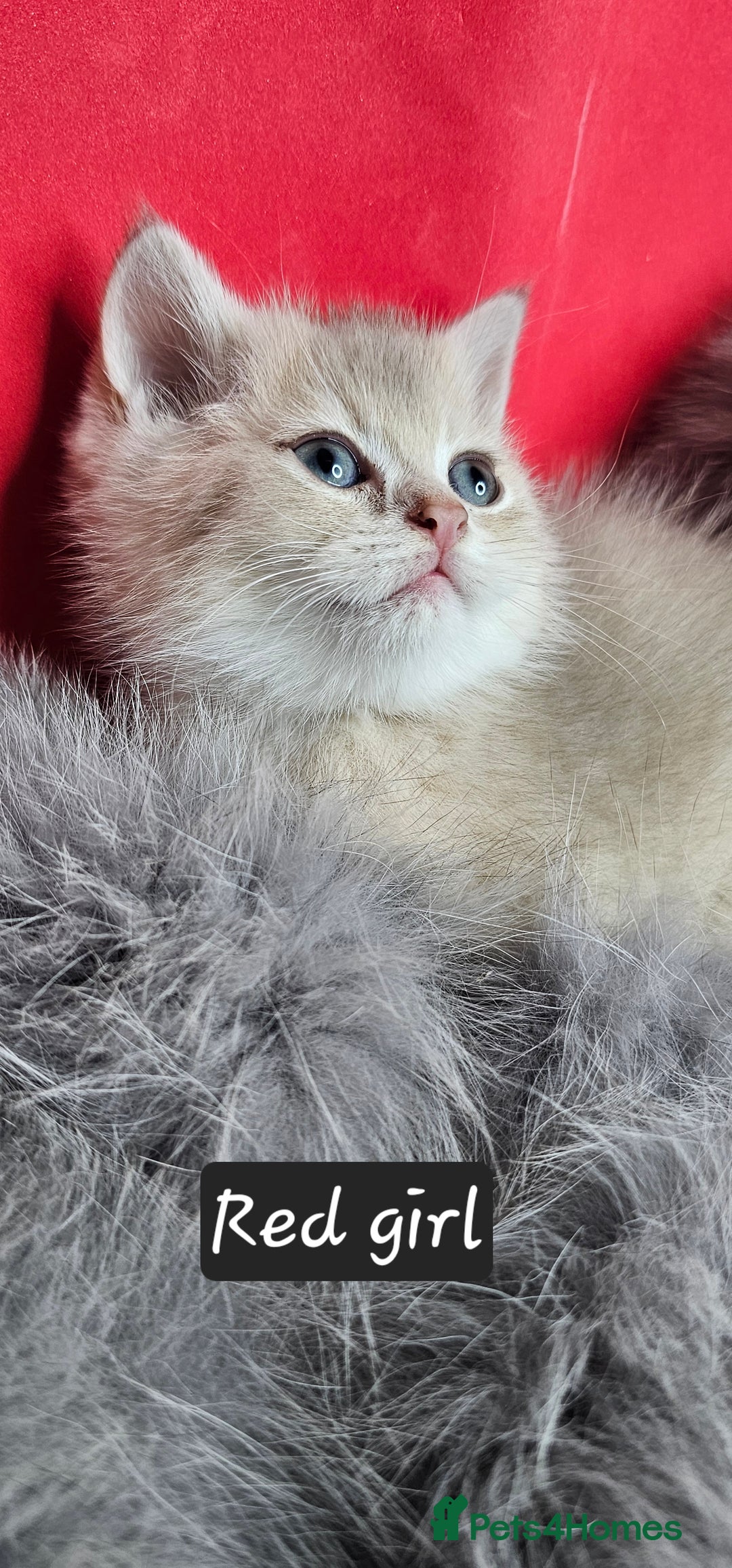 British Shorthair cats for sale: BSH GOLDEN KITTENS - Advert 11