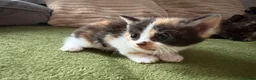 Aegean cats for sale: Aegeans kittens are looking for forever home ❤️ - Advert 5