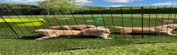 Golden Retriever dogs for sale: Beautiful retriever puppies - Advert 5