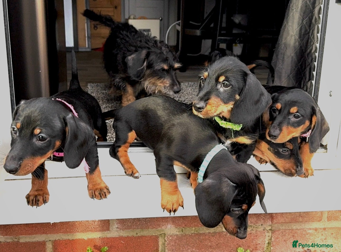 Dachshund dogs Gorgeous Standard Dachshunds smooth & wire-haired - Advert 12