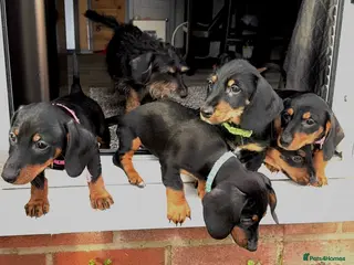 Dachshund dogs Gorgeous Standard Dachshunds smooth & wire-haired - Advert 1